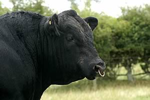 Aberdeen-Angus bull